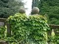  Boston ivy